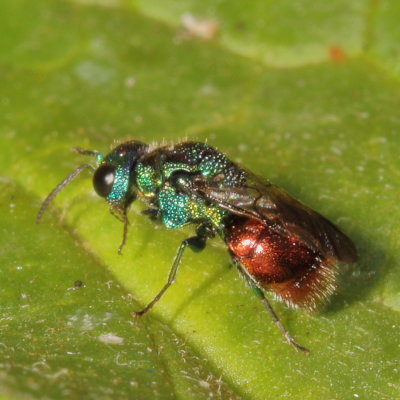 Pseudomalus auratus