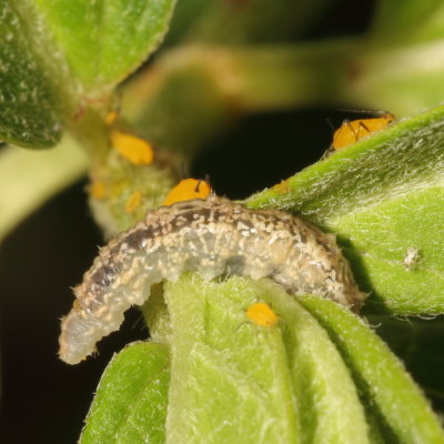 Eupeodes americanus larva
