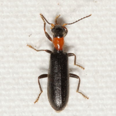 Cymatodera bicolor