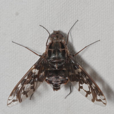 Xenox tigrinus * Tiger Bee Fly