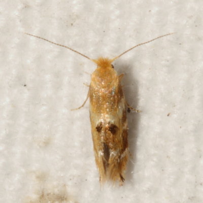 Hodges#0559 * Bucculatrix coronatella (tentative)