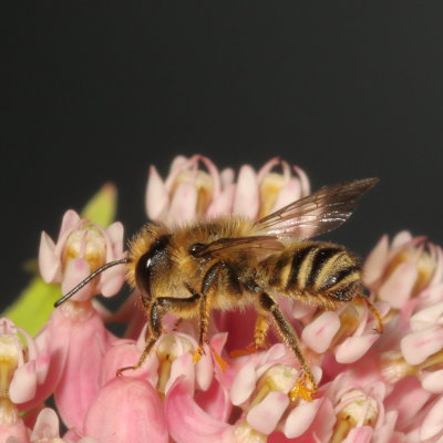 Genus Megachile