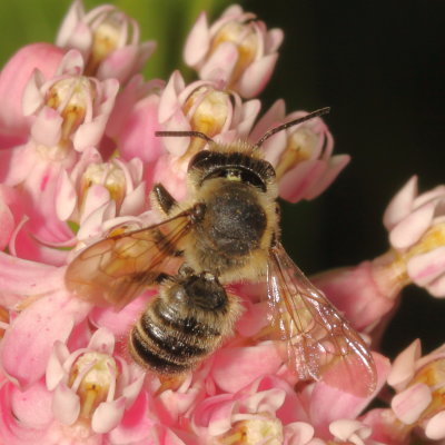 Genus Megachile