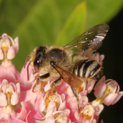 Genus Megachile