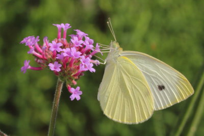 Cabbage White