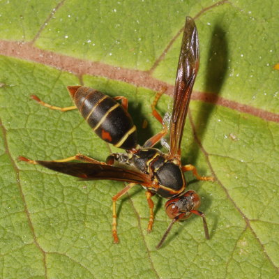 Polistes fuscatus
