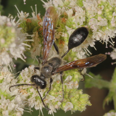 Isodontia mexicana * Grass-carrying Wasp