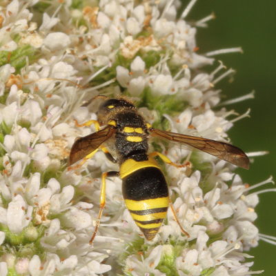 Ancistrocerus gazella