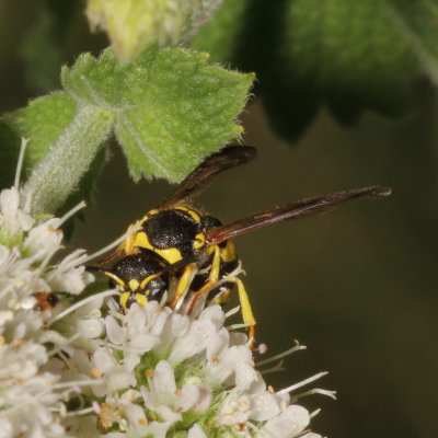 Ancistrocerus gazella