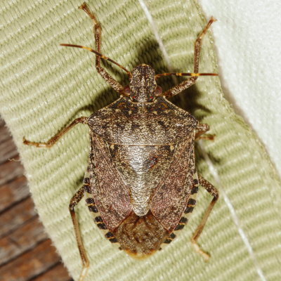 Halyomorpha halys