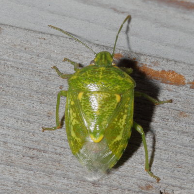 Banasa euchlora * Juniper Stink Bug