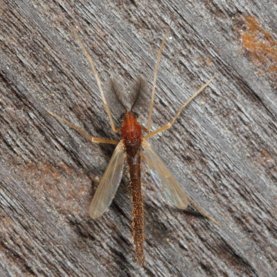 Hyporhygma quadripunctatum ♂