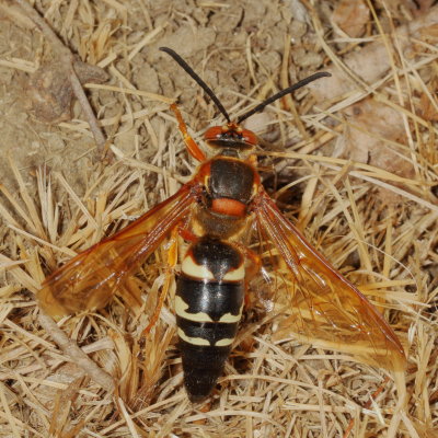 Bembicinae : Sand Wasps
