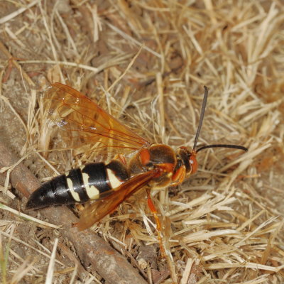 Sphecius speciosus * Eastern Cicada Killer