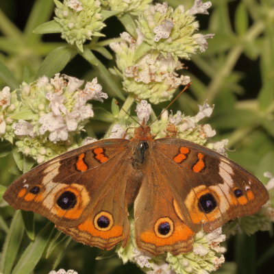 Common Buckeye