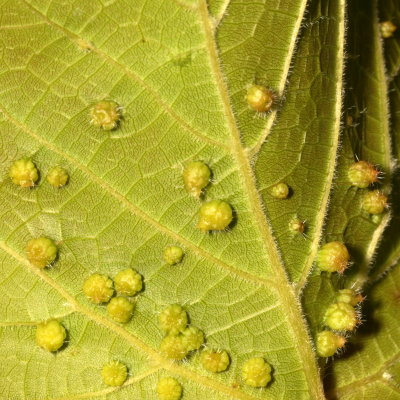 Daktulosphaira vitifoliae * Grape Phylloxera