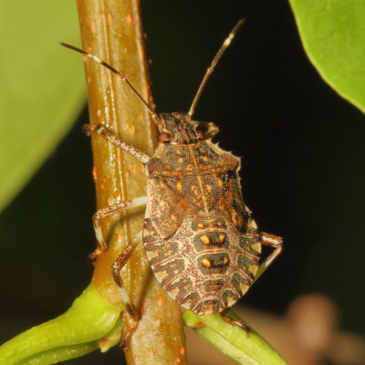 Halyomorpha halys / 5th instar