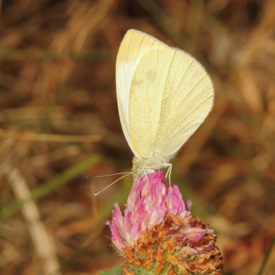 Cabbage White