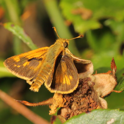 Peck's Skipper ♂