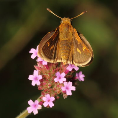 Tawny-edged Skipper ♀