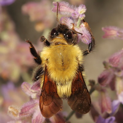 Bombus perplexus * Perplexing Bumble Bee