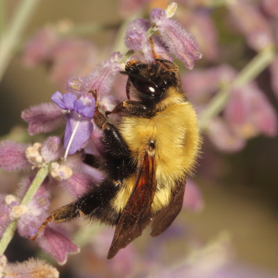 Bombus perplexus * Perplexing Bumble Bee