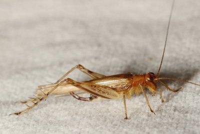  Anaxipha exigua ♀