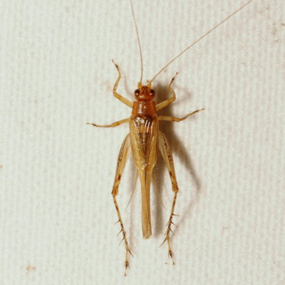  Anaxipha exigua ♀