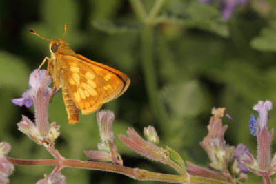 Peck's Skipper