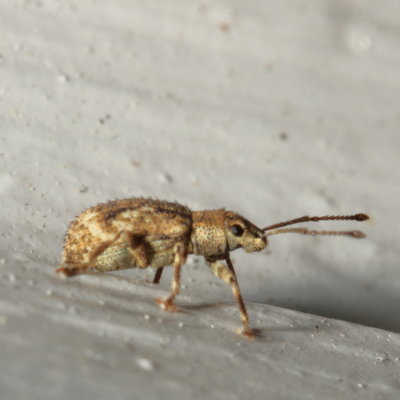 Pseudoedophrys hilleri * Peach Root Weevil