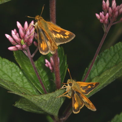 Peck's Skipper ♂ & ♀