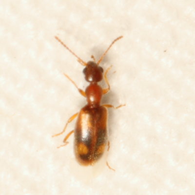 Anthicus cervinus
