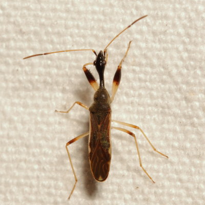 Myodocha serripes * Long-necked Seed Bug