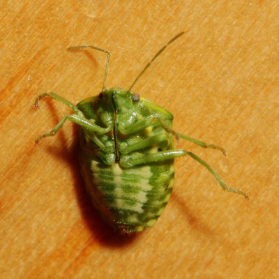 Banasa euchlora * Juniper Stink Bug