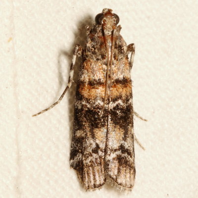 Hodges#5852 * Zimmerman Pine Moth * Dioryctria zimmermani