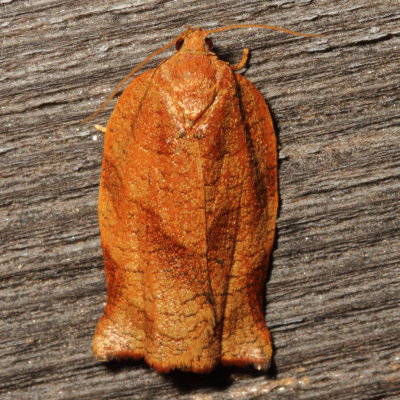 Hodges#3635 * Oblique-banded Leafroller * Choristoneura rosaceana ♀
