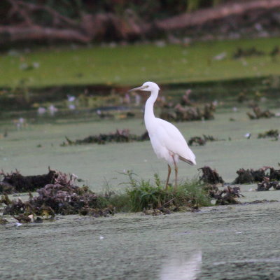 Little Blue Heron / juvenile