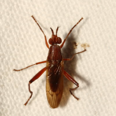 Genus Sepedon