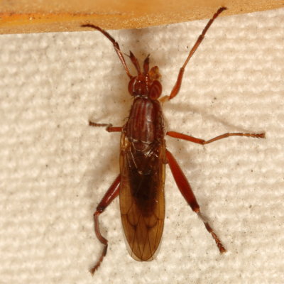 Genus Sepedon