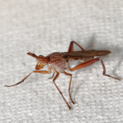 Genus Sepedon