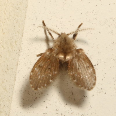 Clogmia albipunctata