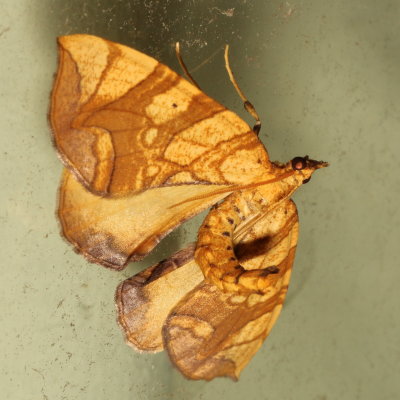 Hodges#7196/7 * Eulithis sp.