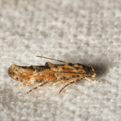 Hodges#1455 * Mompha stellella