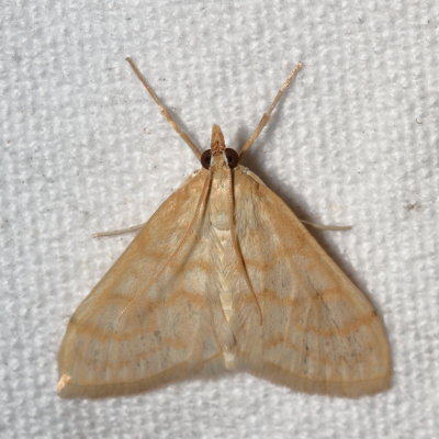 Hodges#4992.5 * Scarce Straw Pearl * Paracorsia repandalis