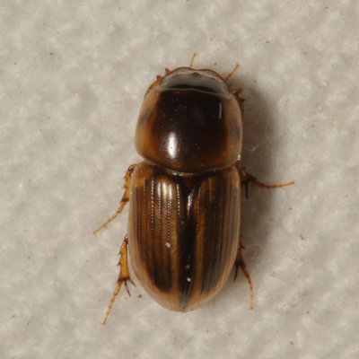 Aphodiinae : Aphodiine Dung Beetles