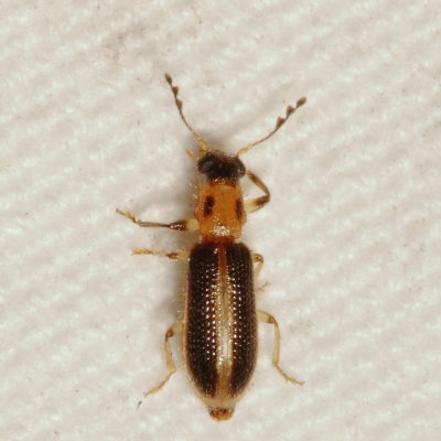 Cregya oculata