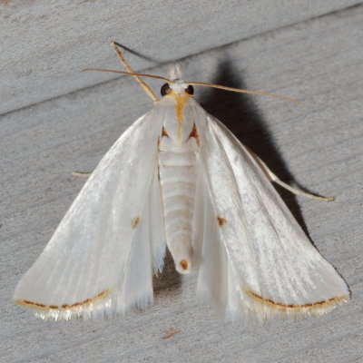 Hodges#5464 * Snowy Urola Moth * Urola nivalis