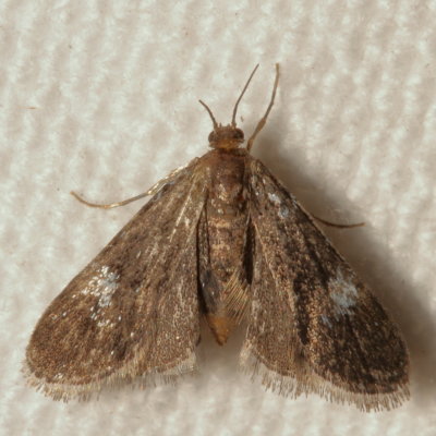 Hodges#4754 * Black Duckweed Moth * Elophila tinealis