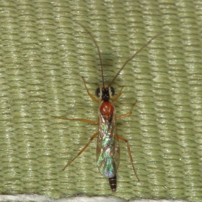 Family Ichneumonidae