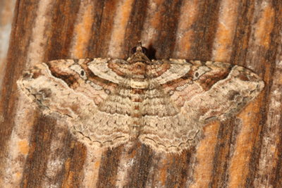 Hodges#7416 * Bent-line Carpet ♂ * Costaconvexa centrostrigaria